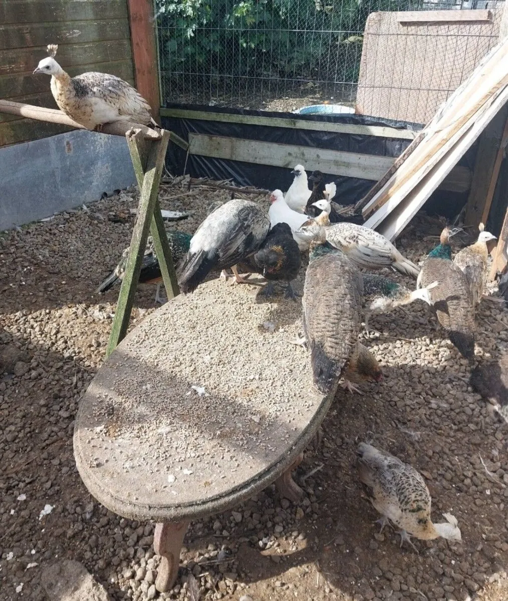 Peafowl chicks - Image 3
