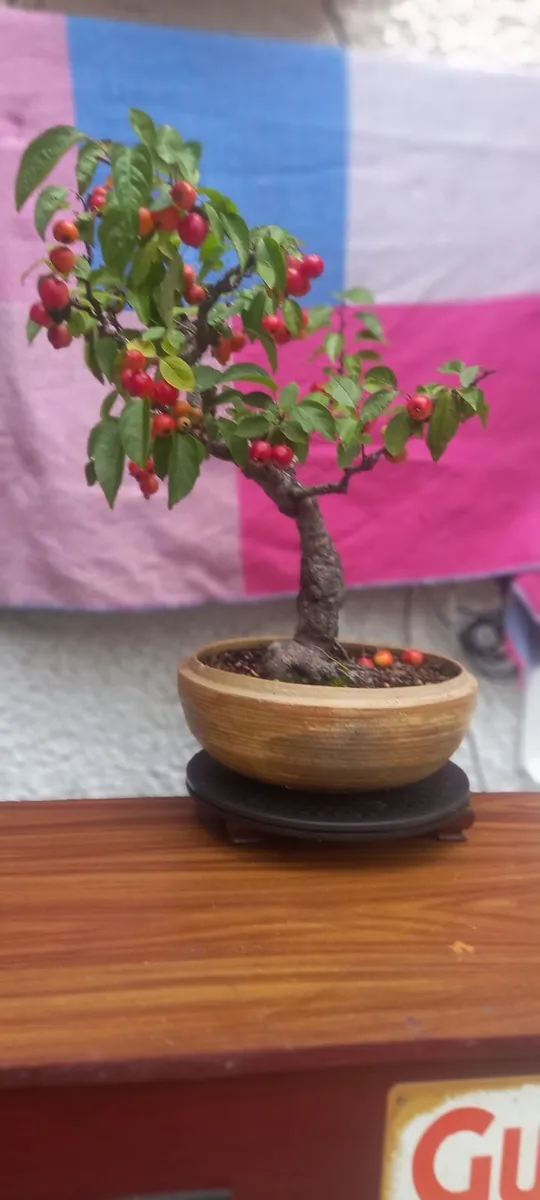 bonsai trees - Image 1