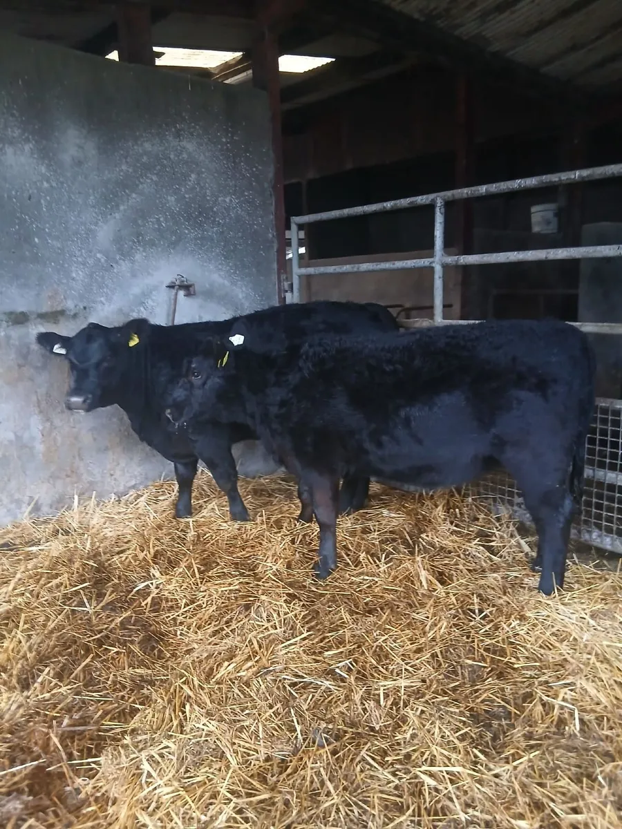Angus heifers - Image 4