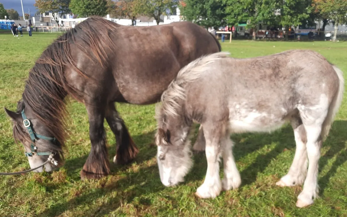Heavy Colt Foal - Image 3
