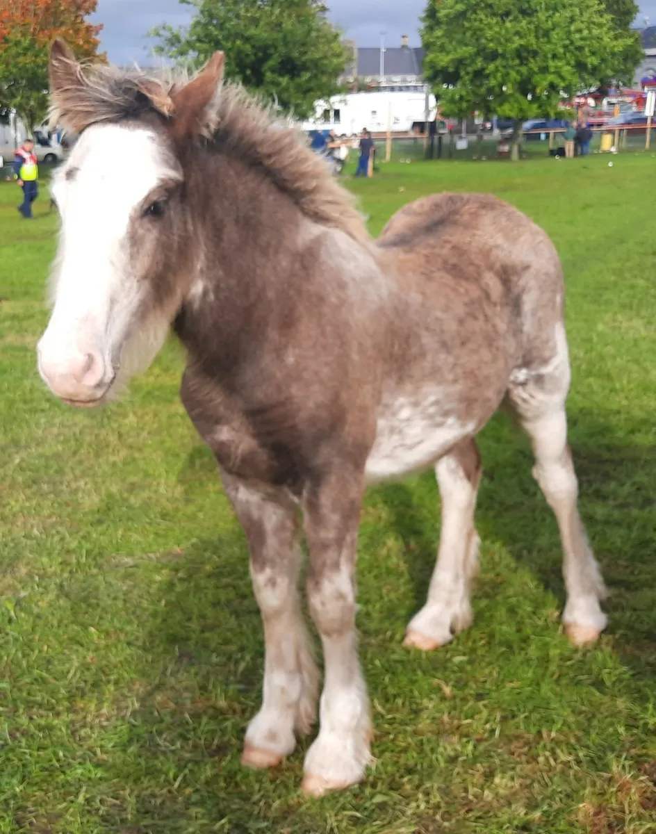 Heavy Colt Foal - Image 4