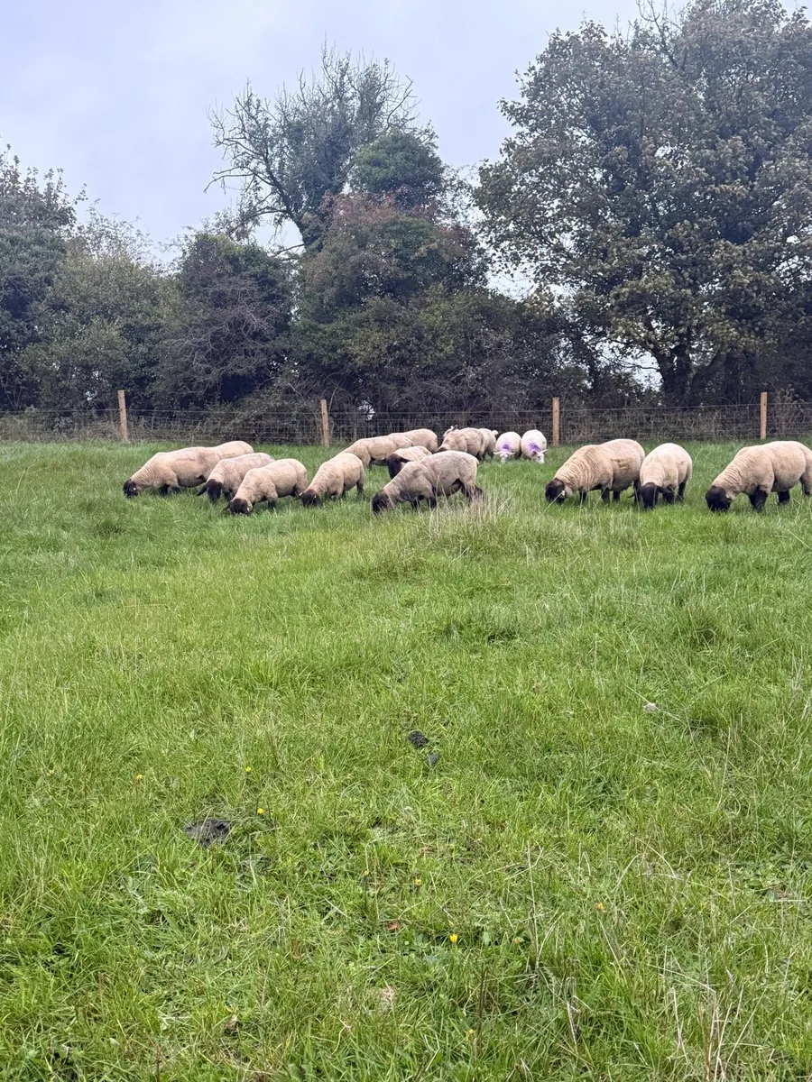 Purebred Suffolk hoggets - Image 2