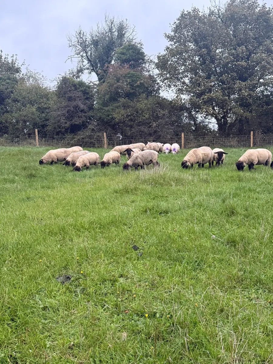 Purebred Suffolk hoggets - Image 3