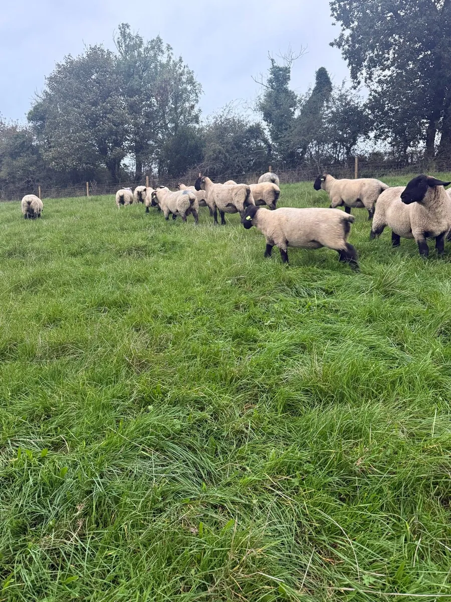 Purebred Suffolk hoggets - Image 4