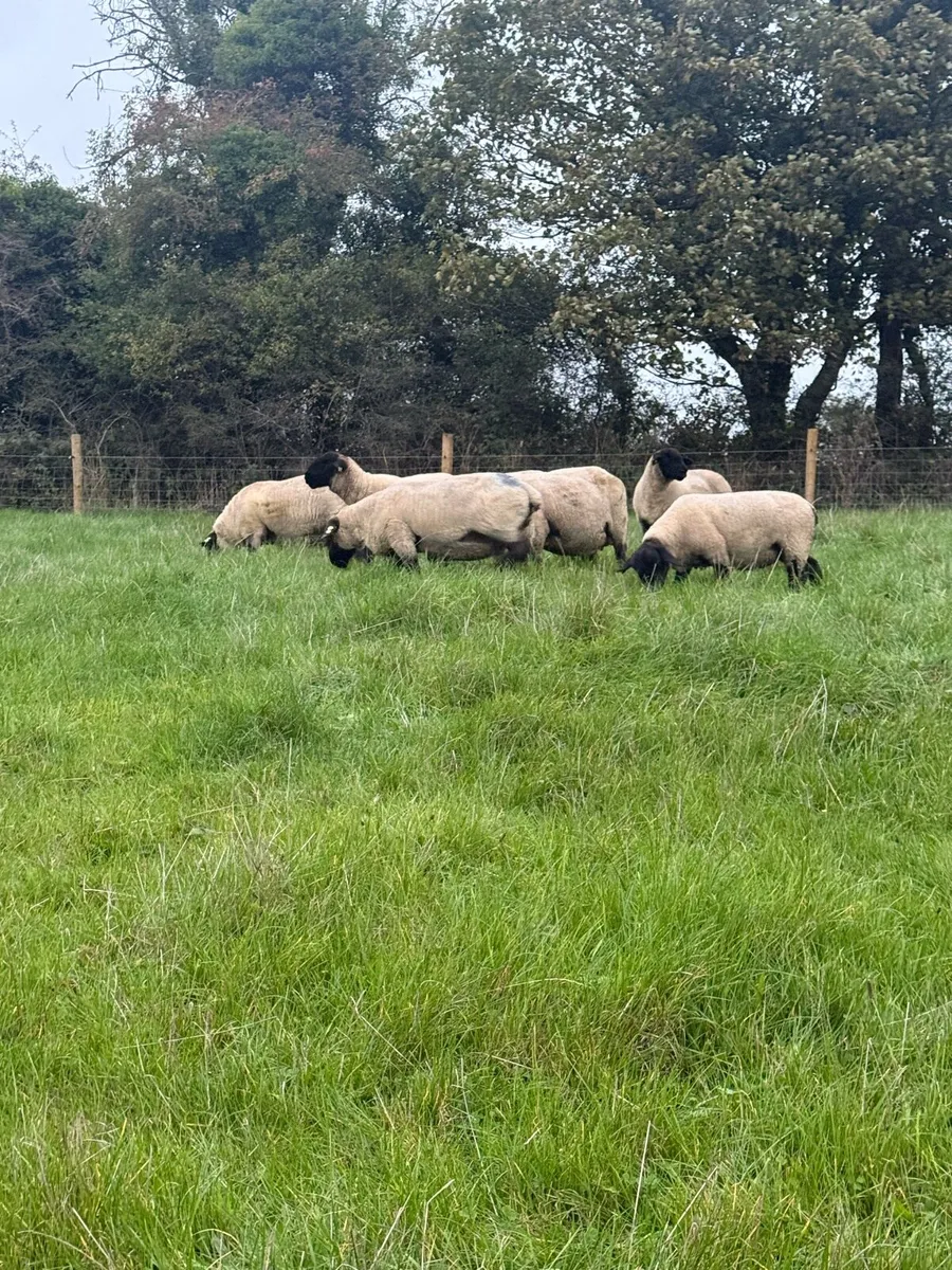 Purebred Suffolk hoggets - Image 1
