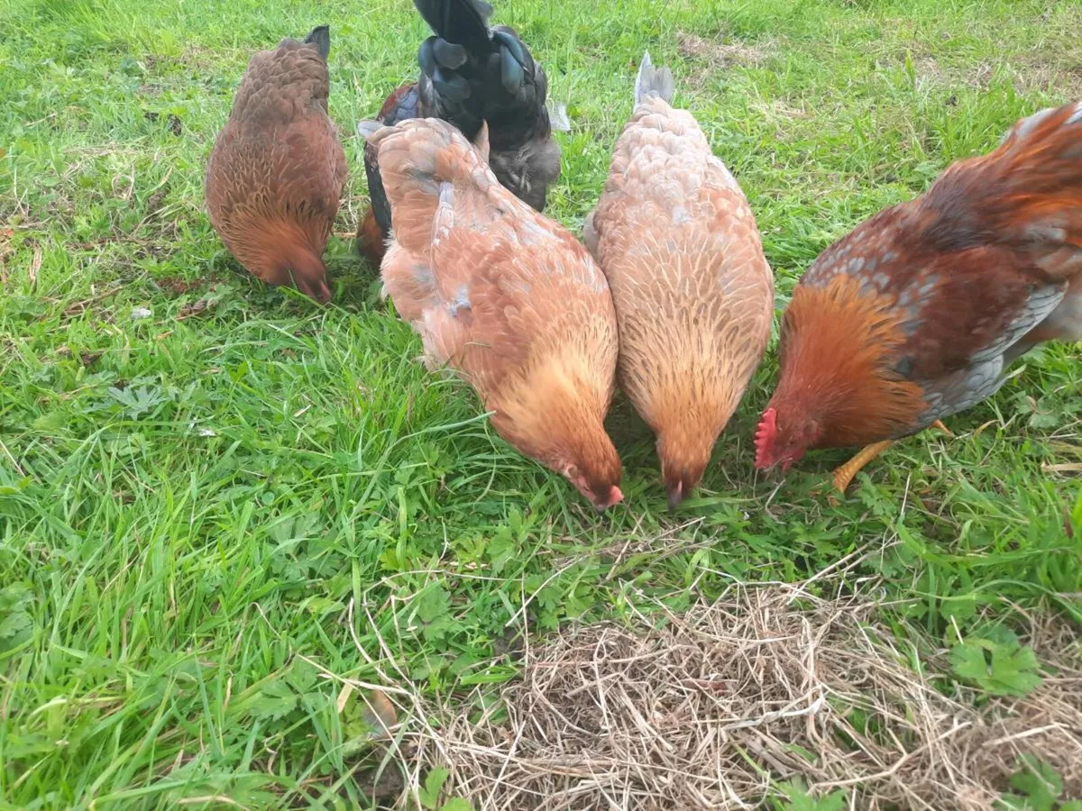 Cockerals and pullets for sale - Image 2