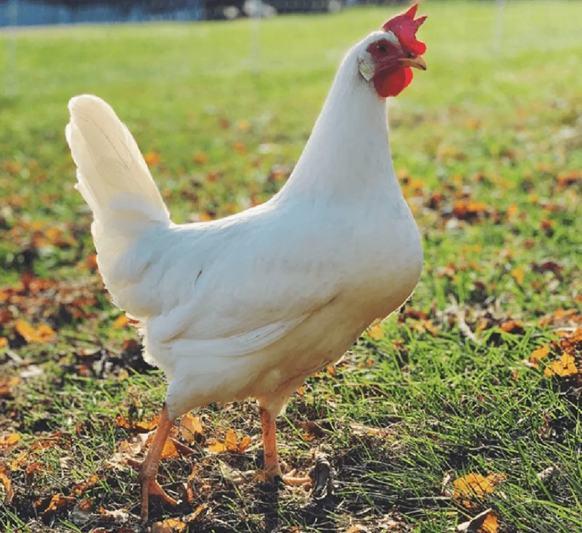 Isa brown and leghorn - Image 2
