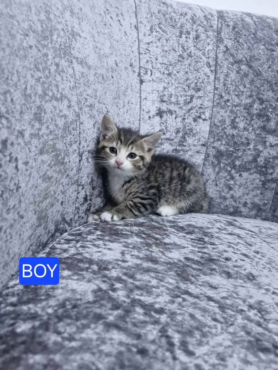 Kittens - Image 1