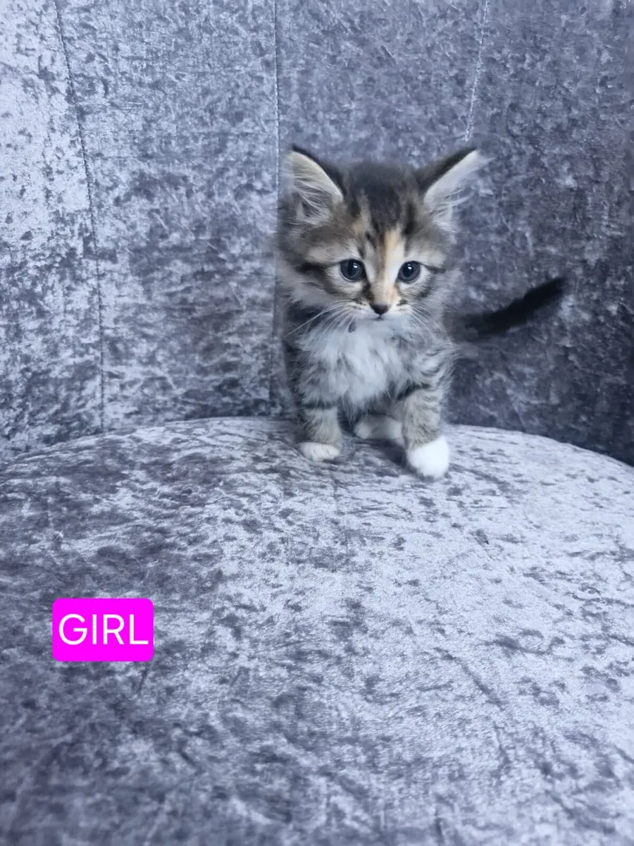 Kittens - Image 2