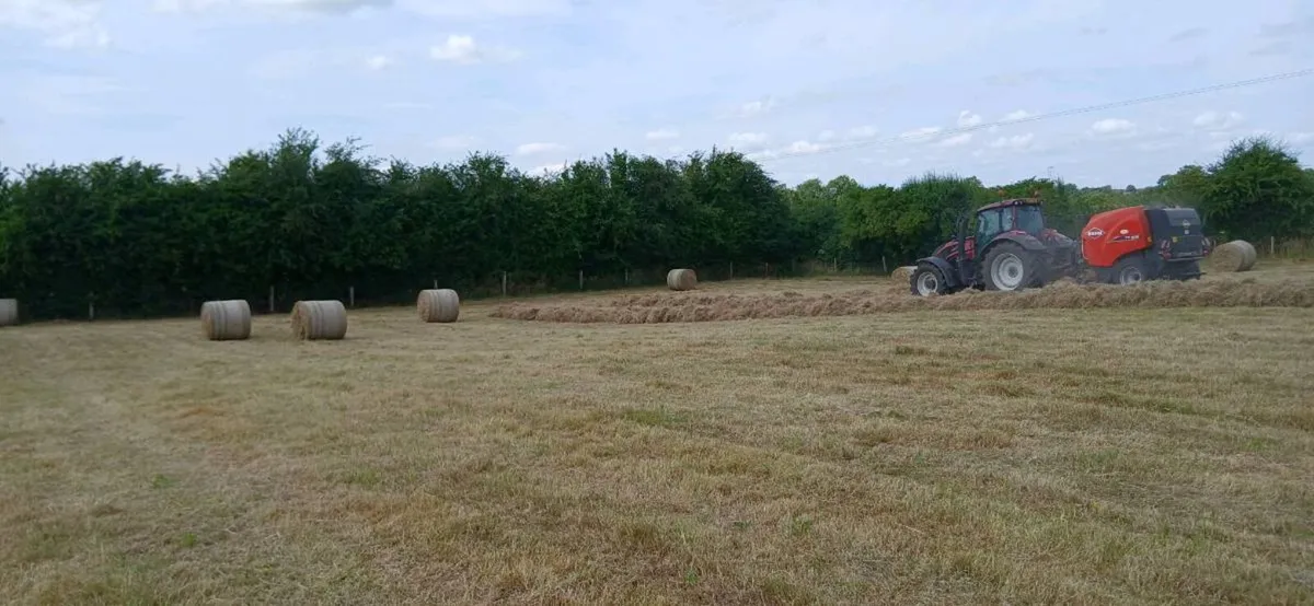 Grass hay - Image 3