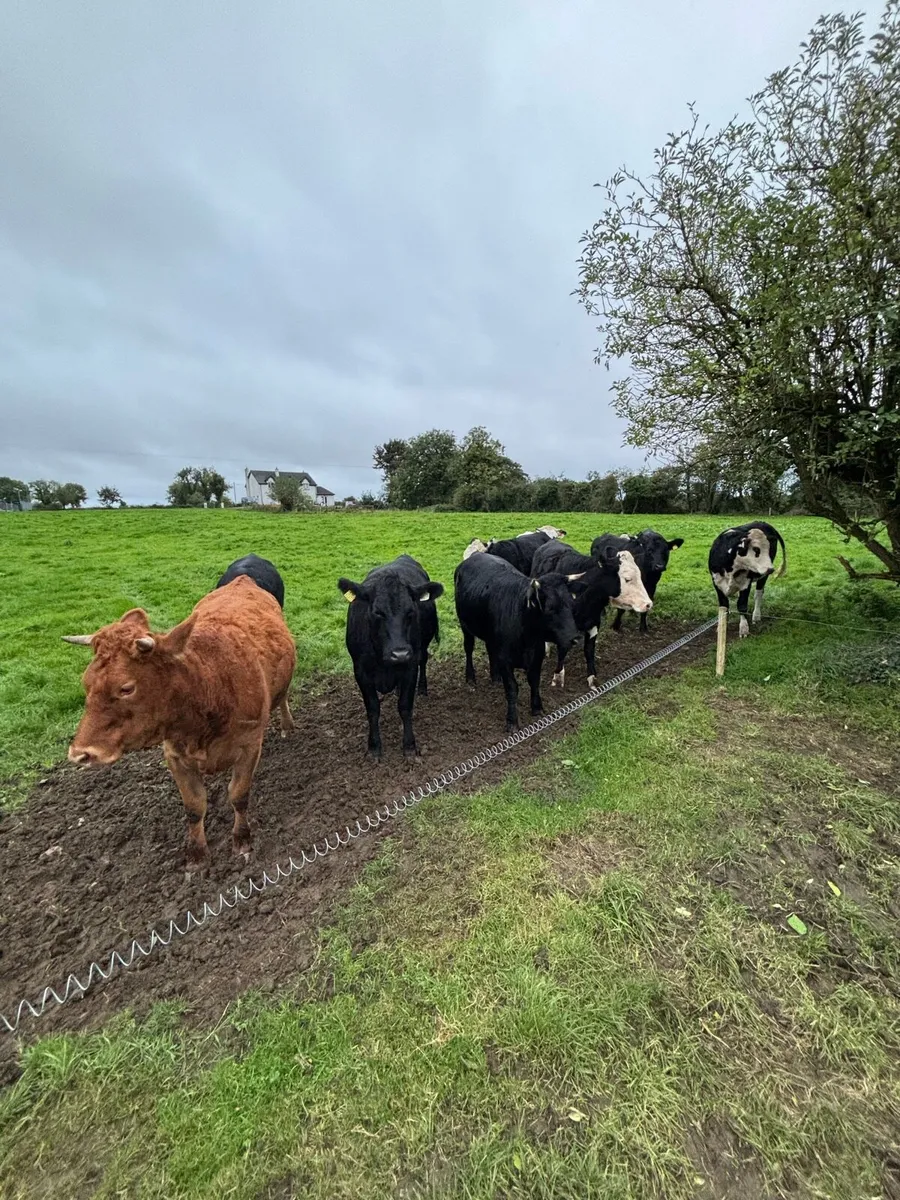 Breeding Heifers - Image 1