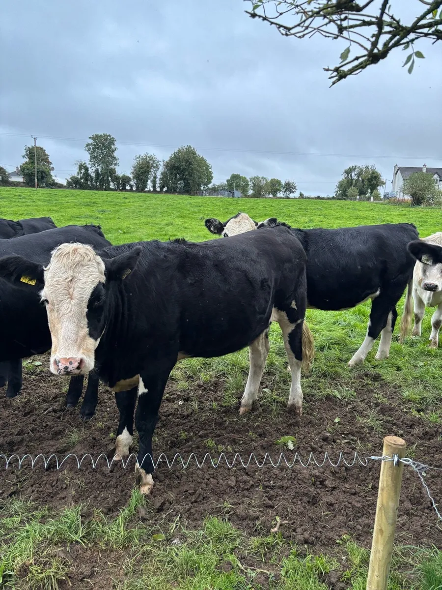 Breeding Heifers - Image 2