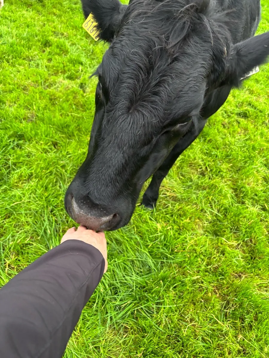 Breeding Heifers - Image 3