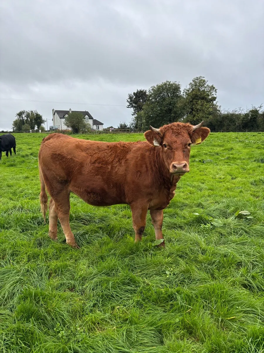 Breeding Heifers - Image 4