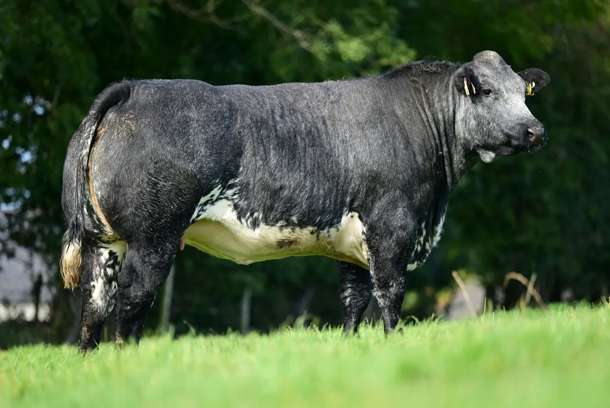In calf heifers - Image 3