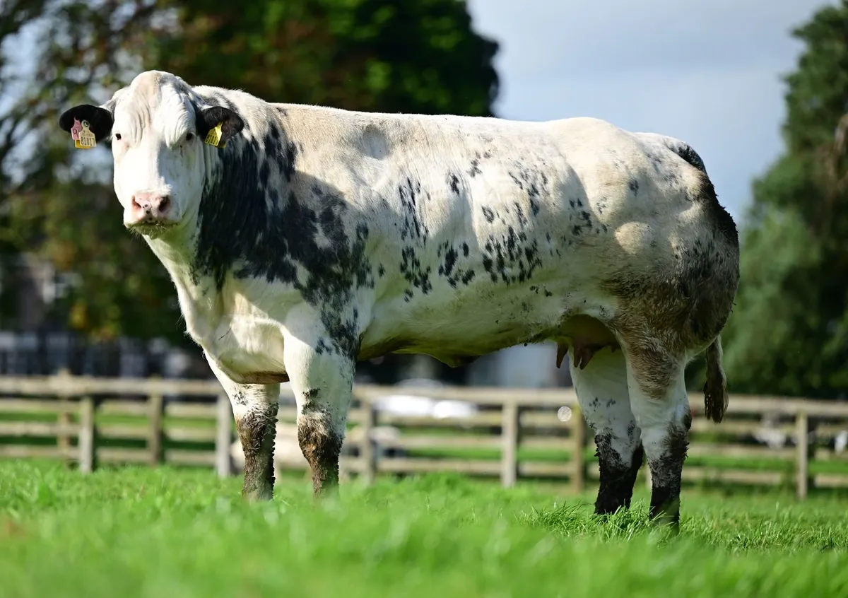 In calf heifers - Image 4