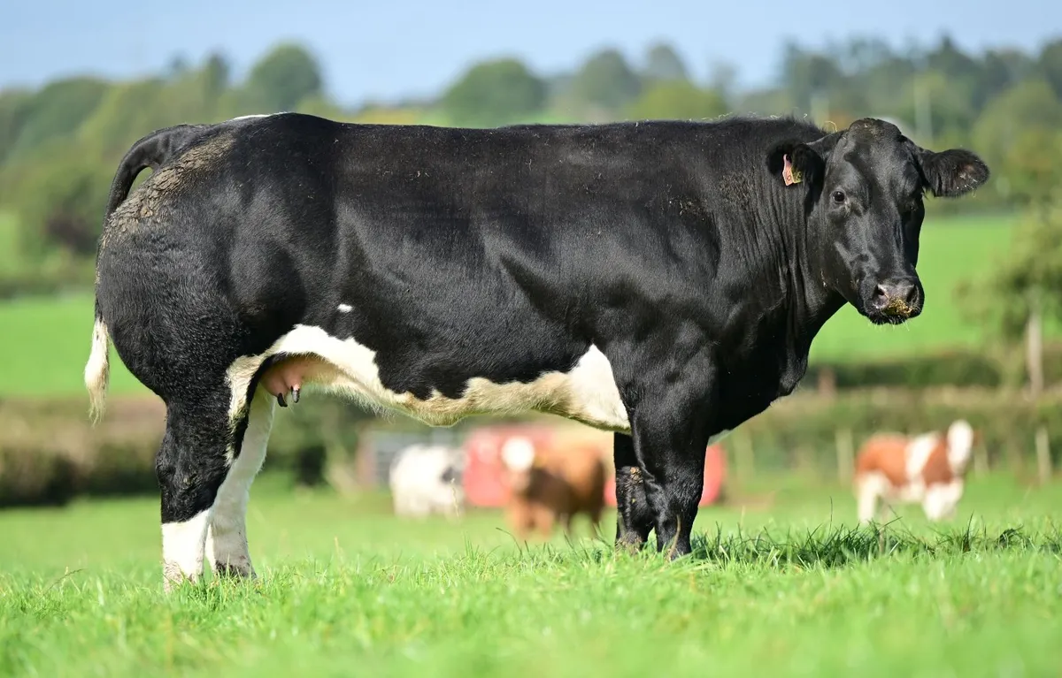 In calf heifers - Image 2