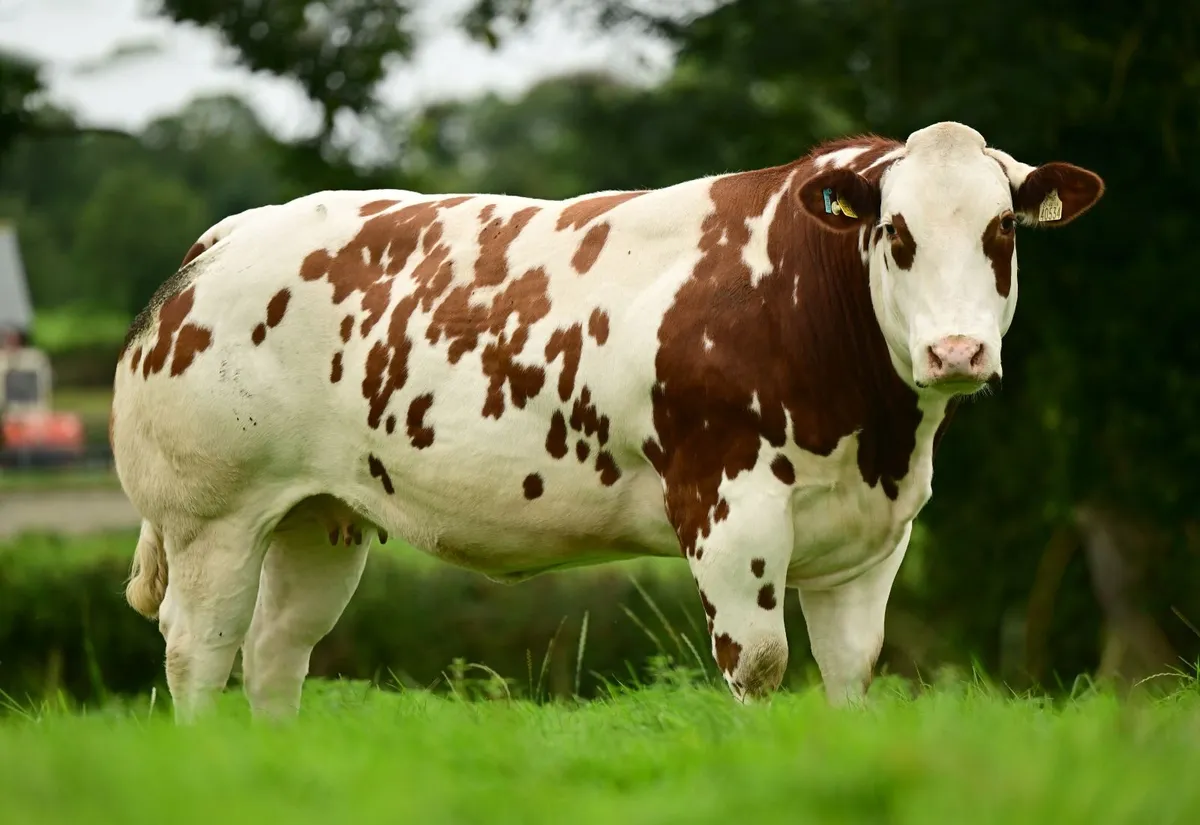 In calf heifers - Image 1