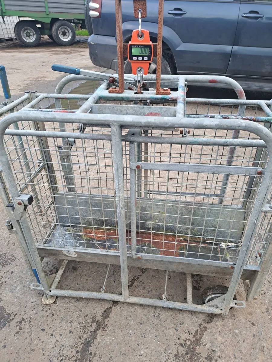 Sheep equipment. Scales gates and race - Image 4
