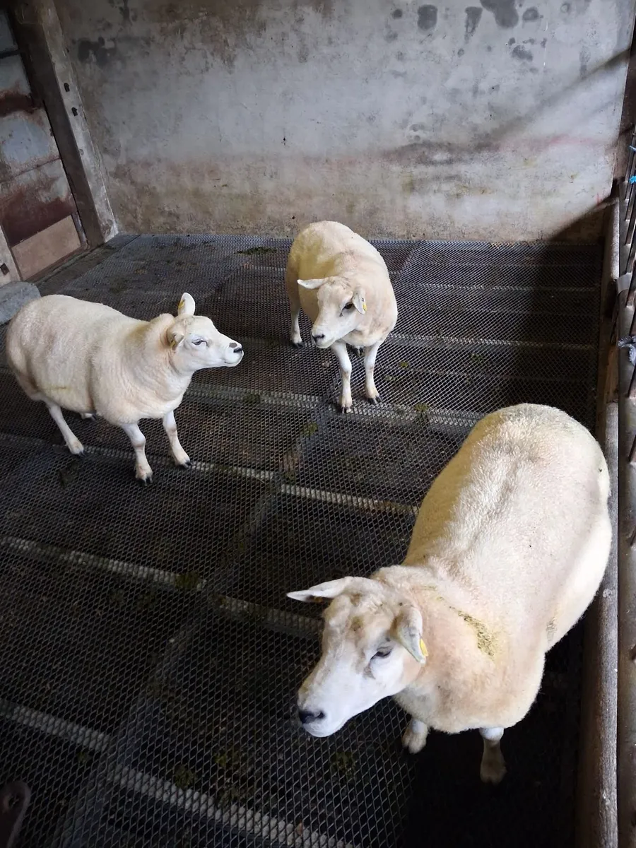 3 Super Texel Sheep, Second Crop - Image 2