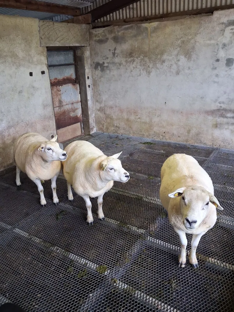 3 Super Texel Sheep, Second Crop - Image 3