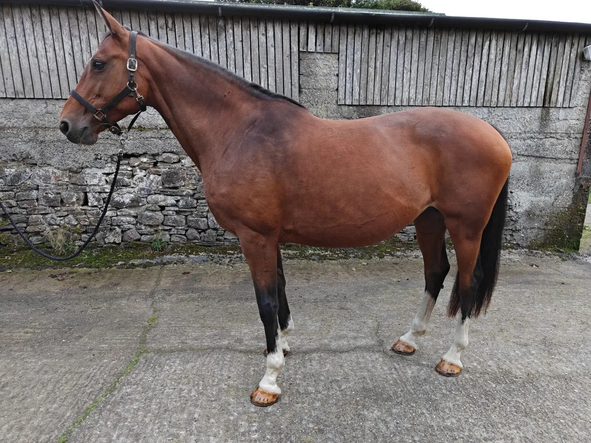 Jumping / Brood mare - Image 1