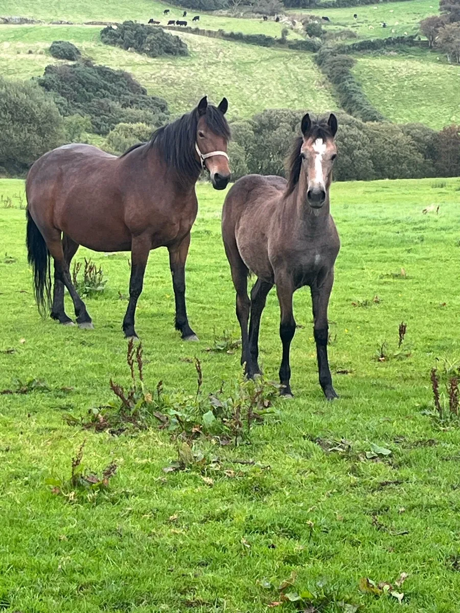 Connemara filly foal - Image 1