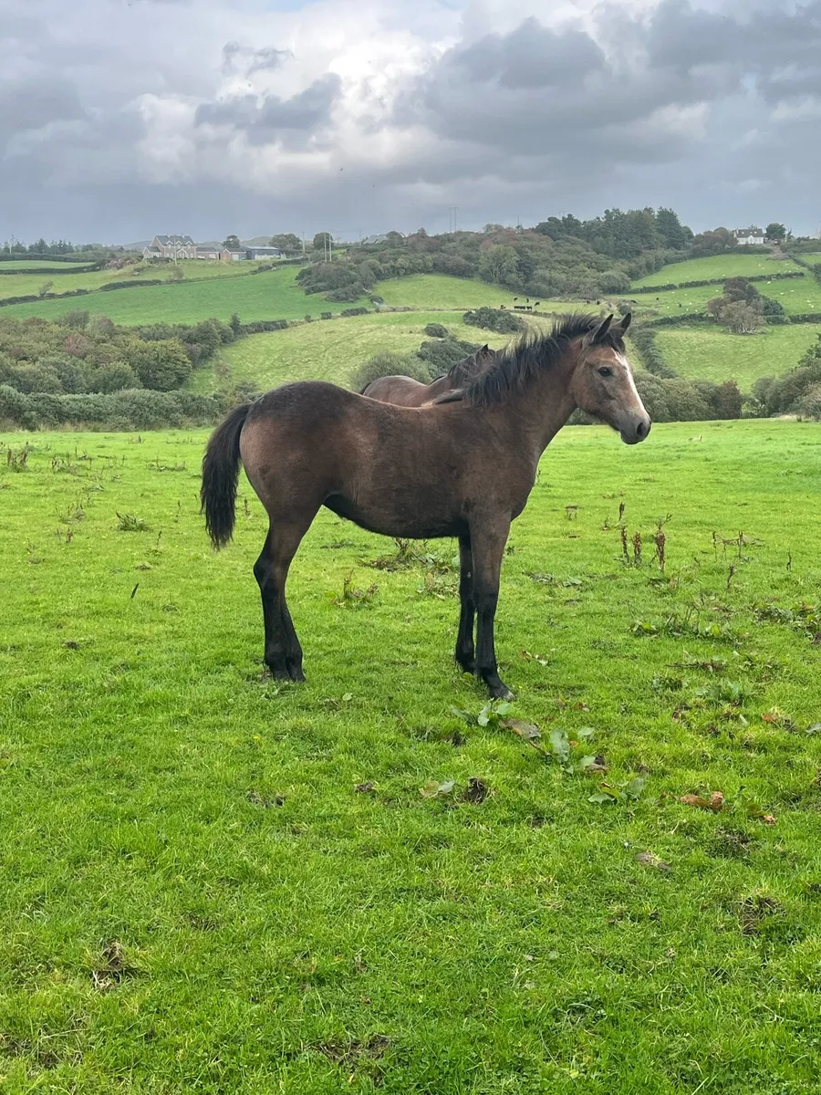 Connemara filly foal - Image 2