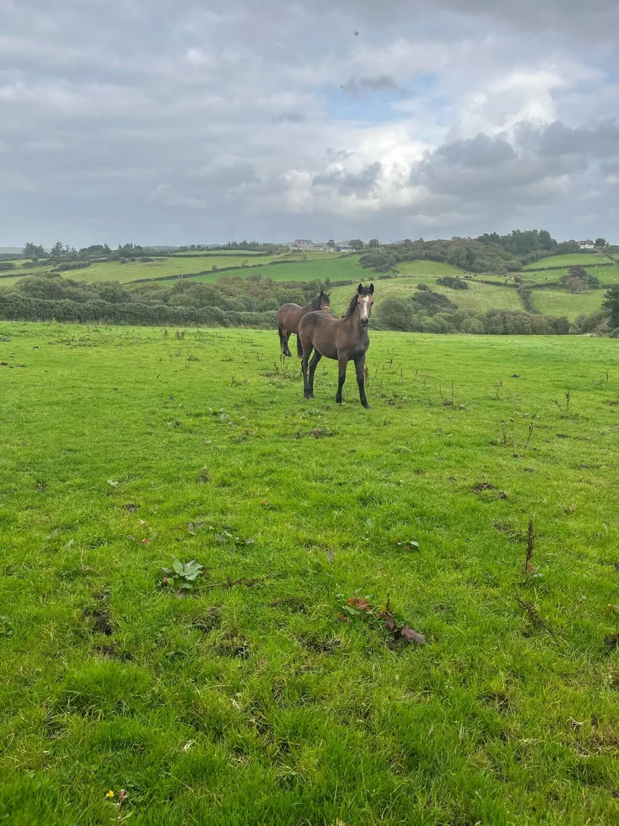 Connemara filly foal - Image 4