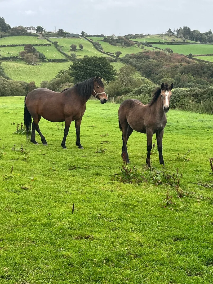 Connemara filly foal - Image 3
