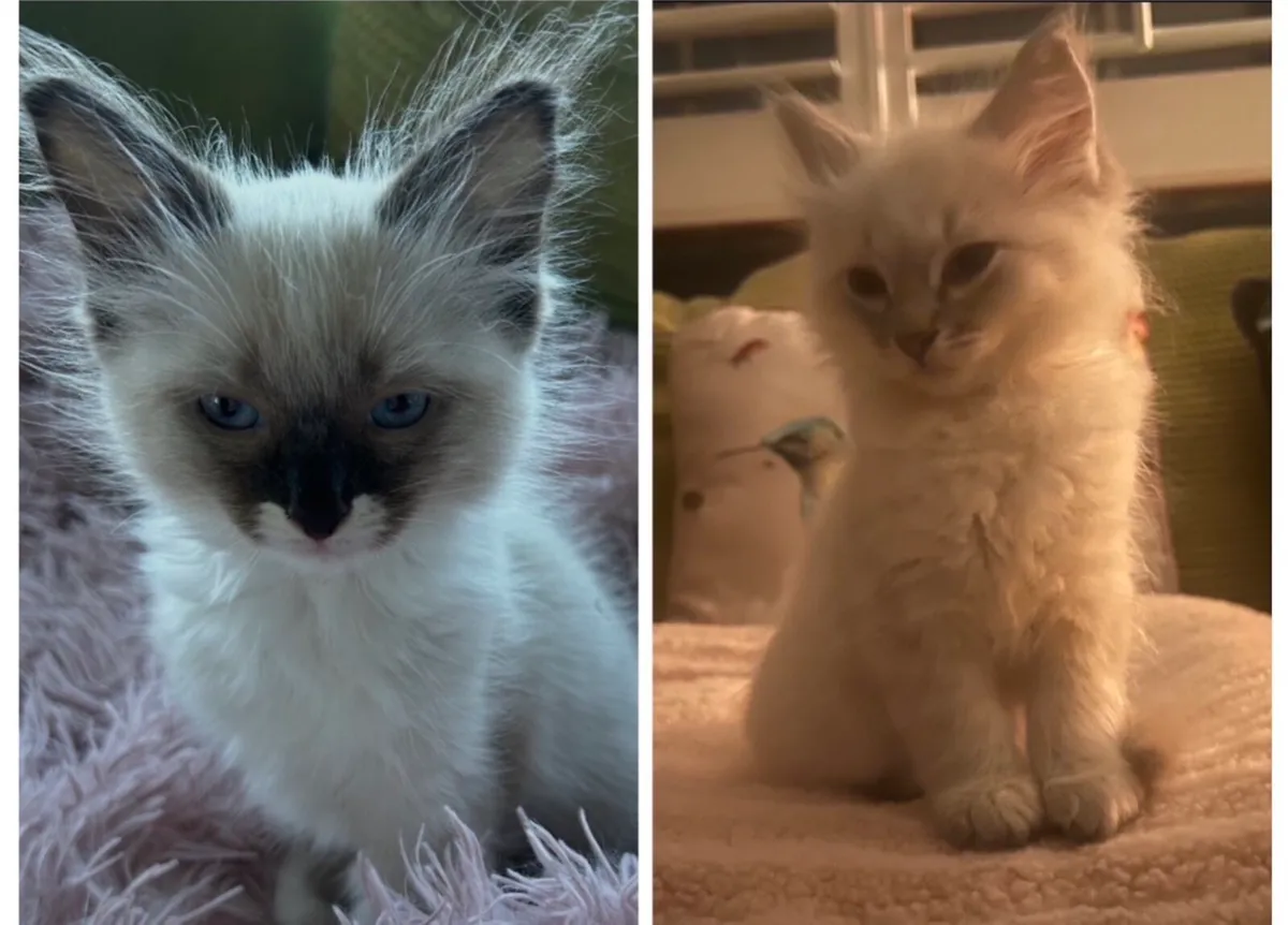TICA Registered Ragdoll Male Kittens - Image 1