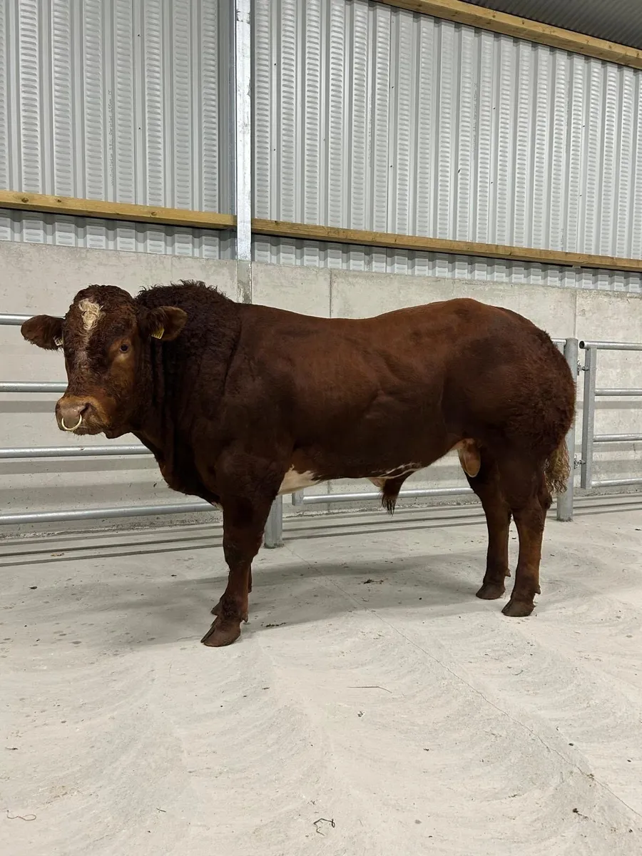 BB/LM Hybrid Bull - Image 1