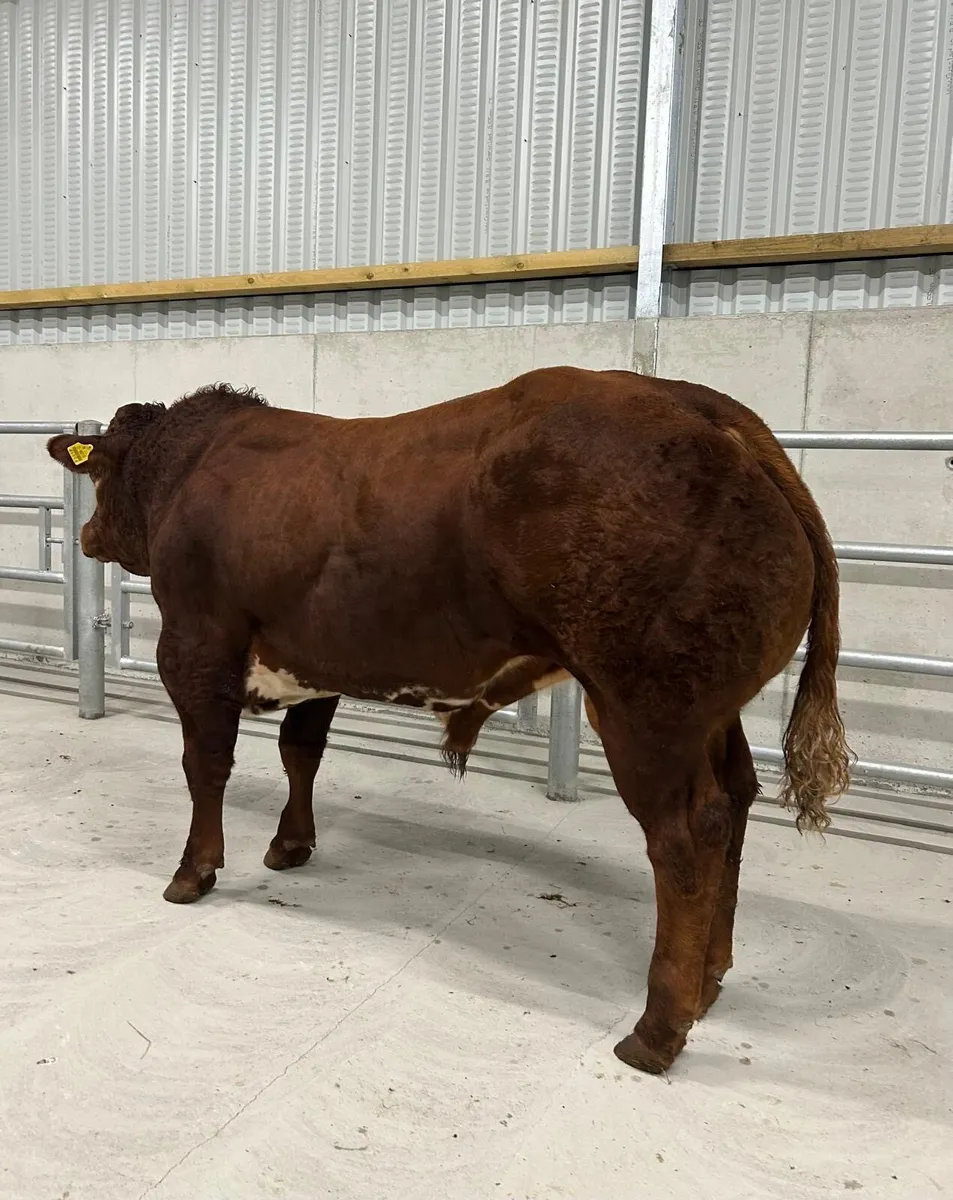 BB/LM Hybrid Bull - Image 2