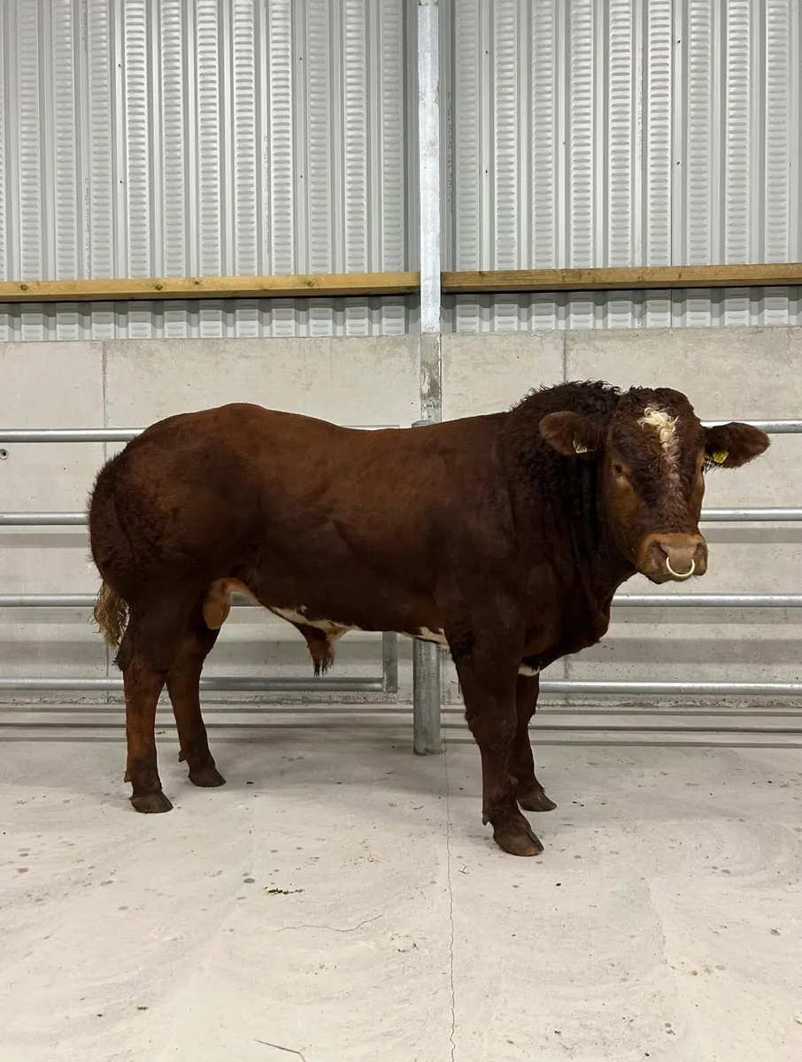 BB/LM Hybrid Bull - Image 3