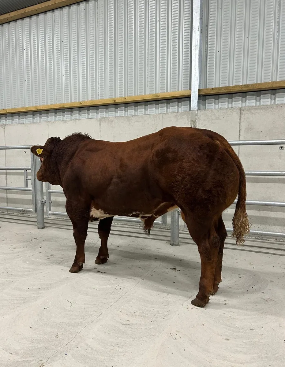 BB/LM Hybrid Bull - Image 4