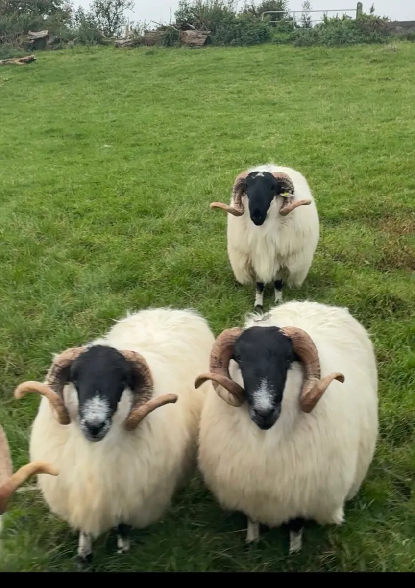 Scotch Hogget Rams - Image 3