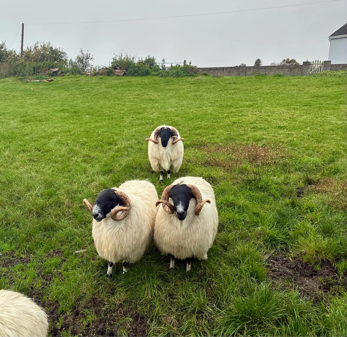 Scotch Hogget Rams - Image 4
