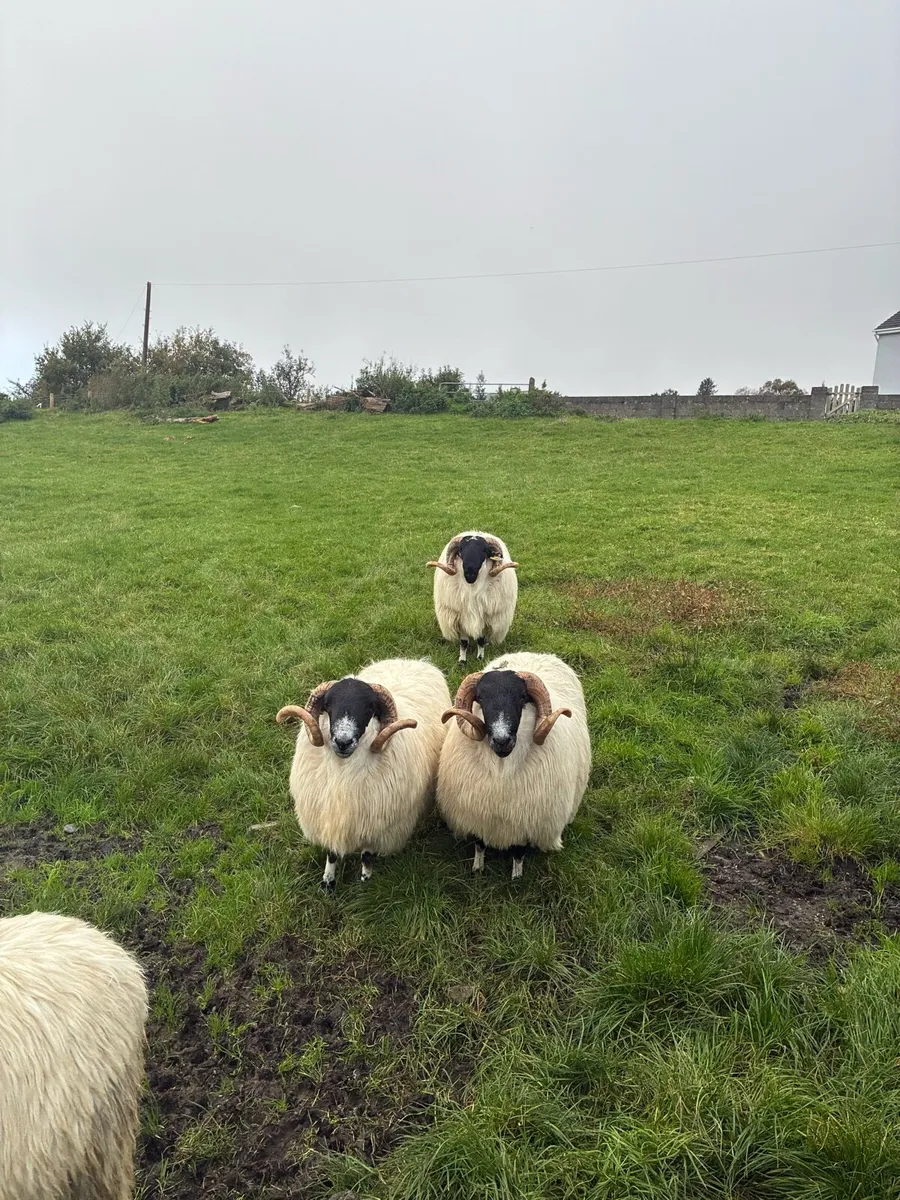 Scotch Hogget Rams - Image 1