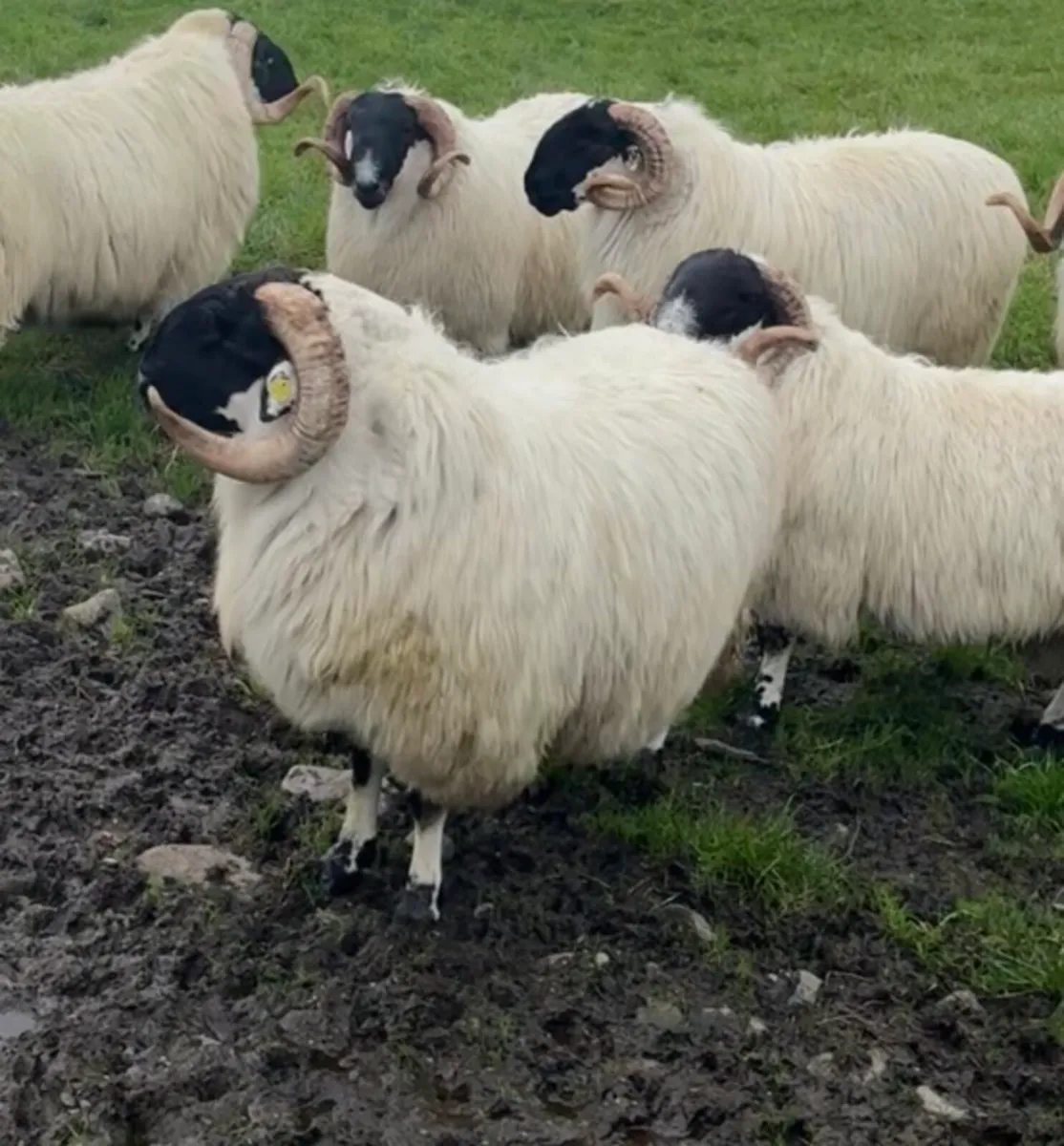 Scotch Hogget Rams - Image 2