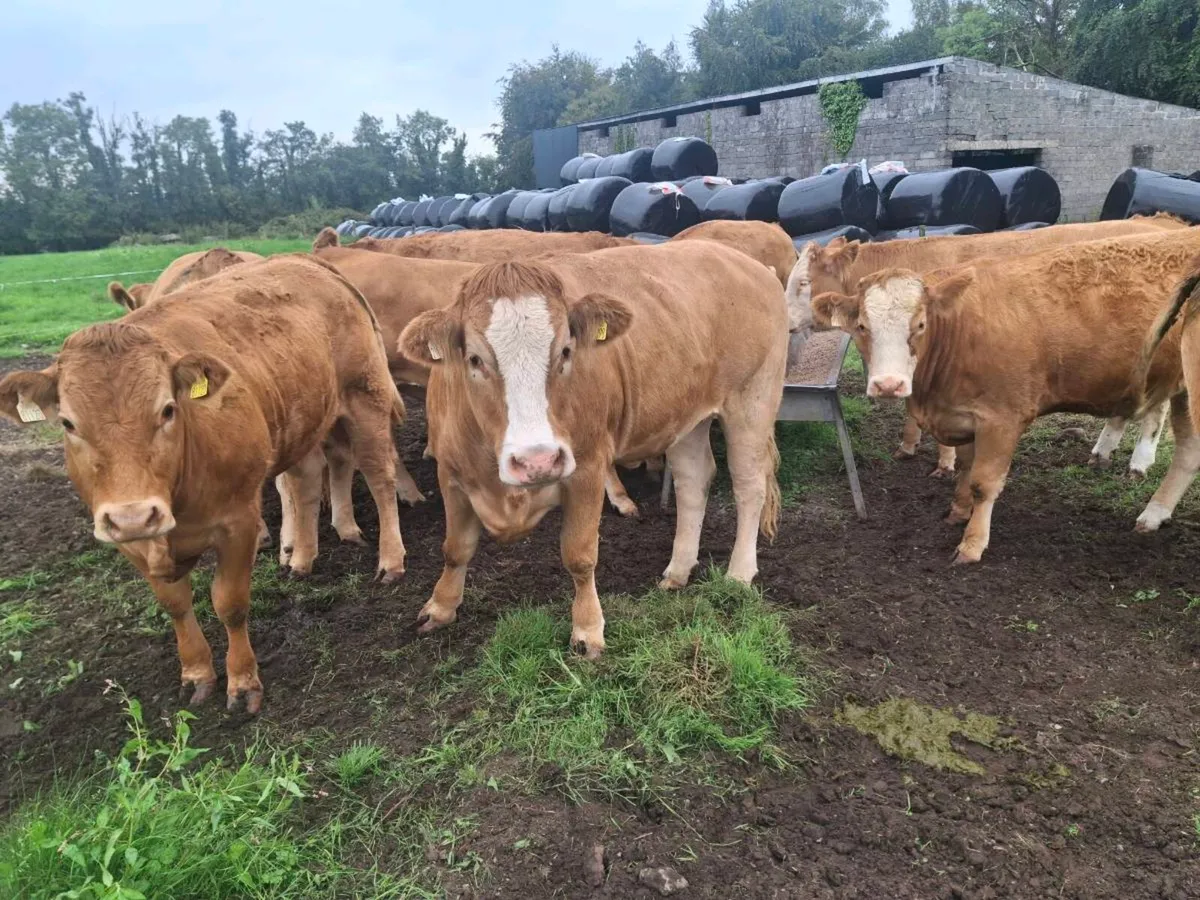 Heifers for sale. - Image 1