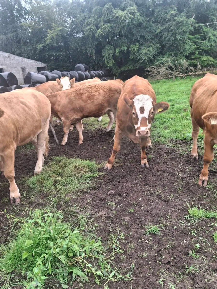 Heifers for sale. - Image 2