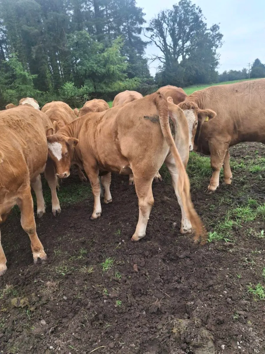 Heifers for sale. - Image 3