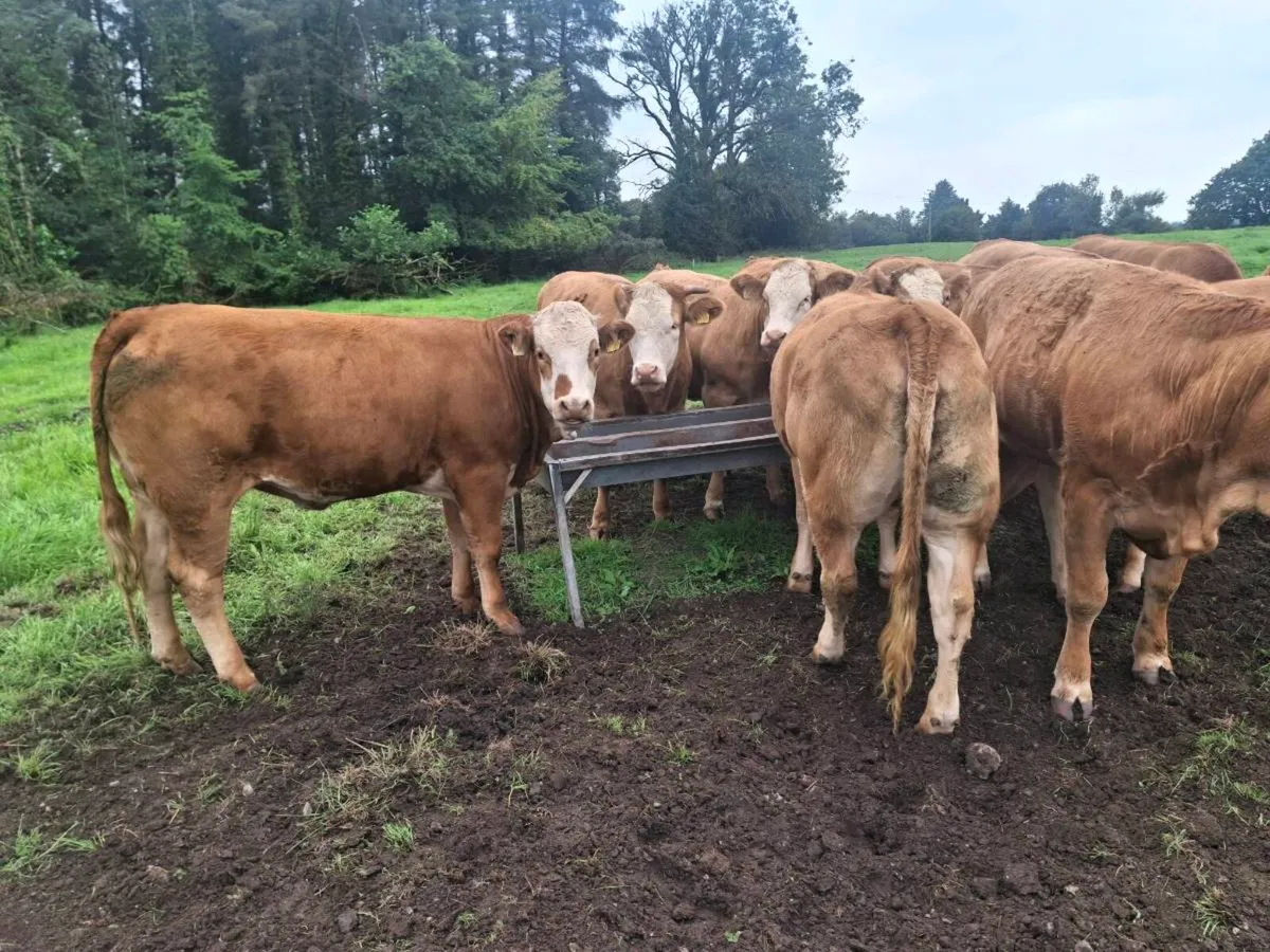Heifers for sale. - Image 4