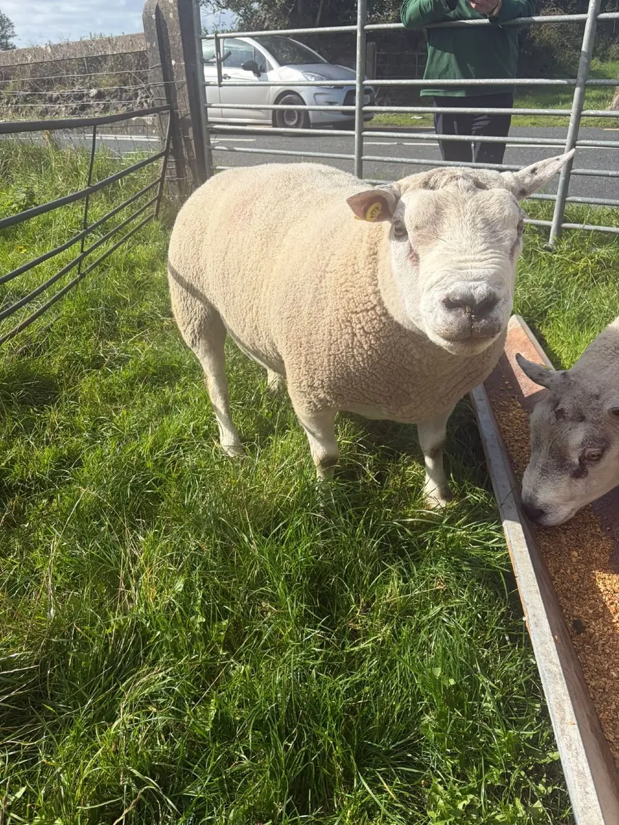 Beltex x ram 3 yr old
