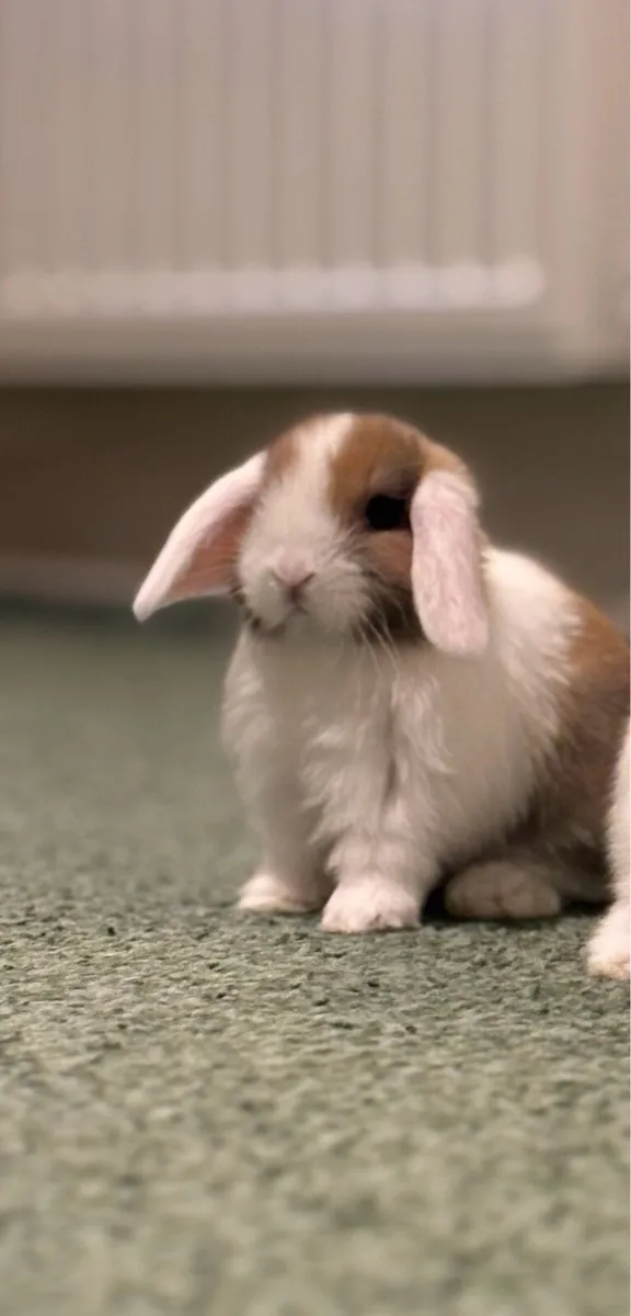 Mini lops - Image 1