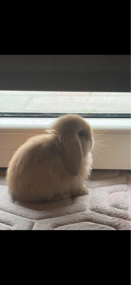 Mini lops - Image 2