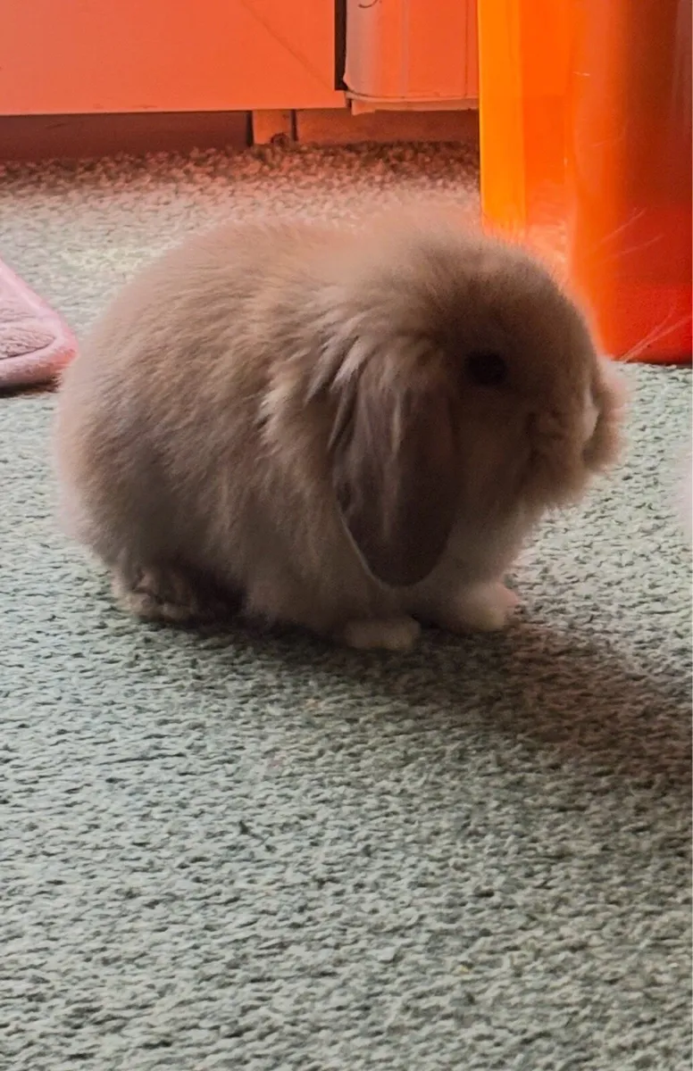 Mini lops - Image 3