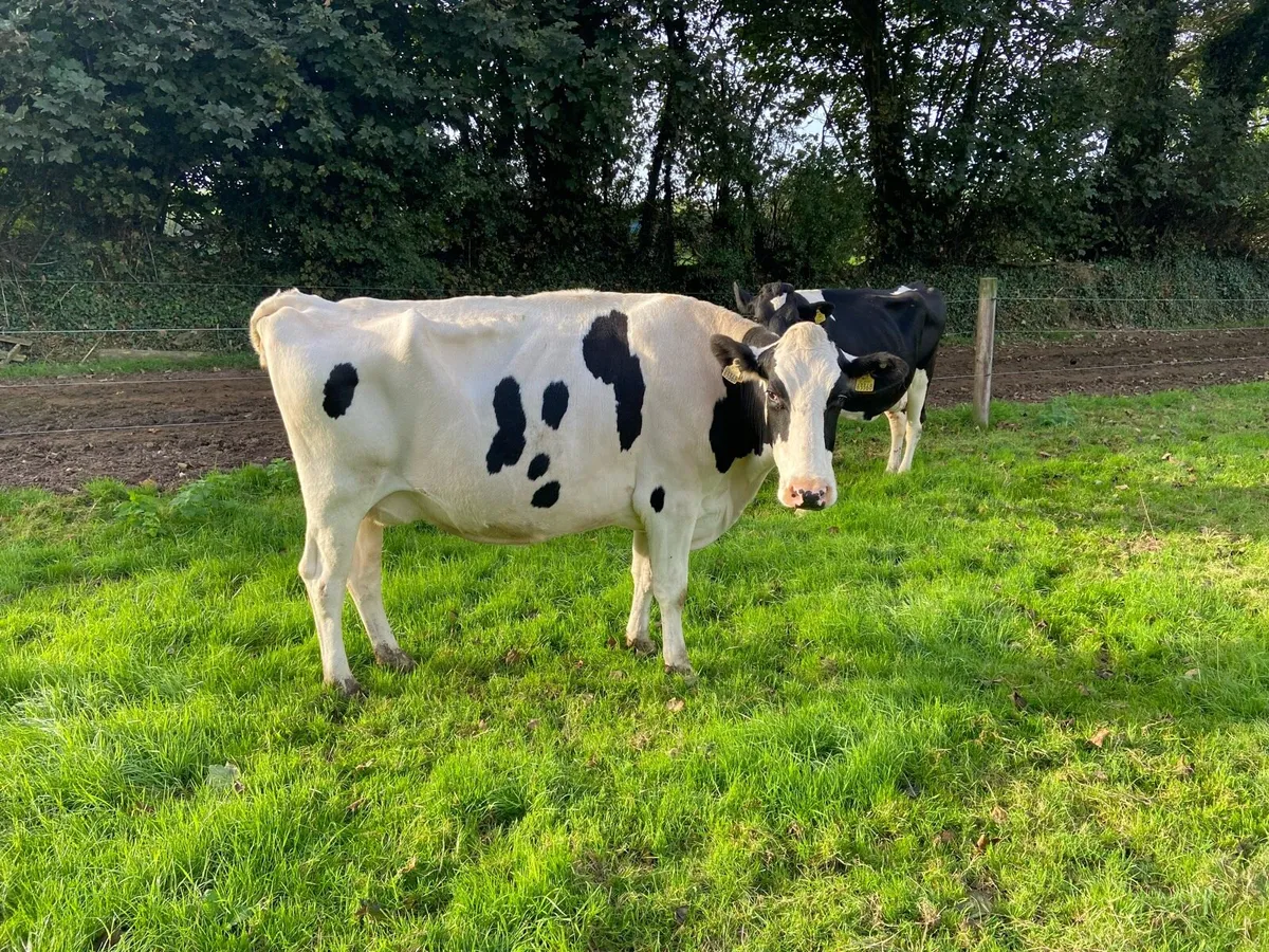 2 VG Cows due to calf and 10 freshly calved cows - Image 1