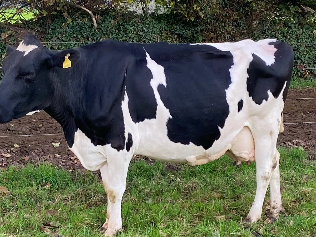 2 VG Cows due to calf and 10 freshly calved cows - Image 2