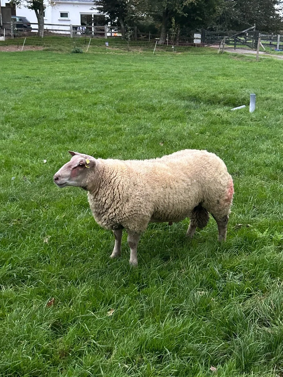 Pedigree Charollais Rams Lambs For Sale - Image 1